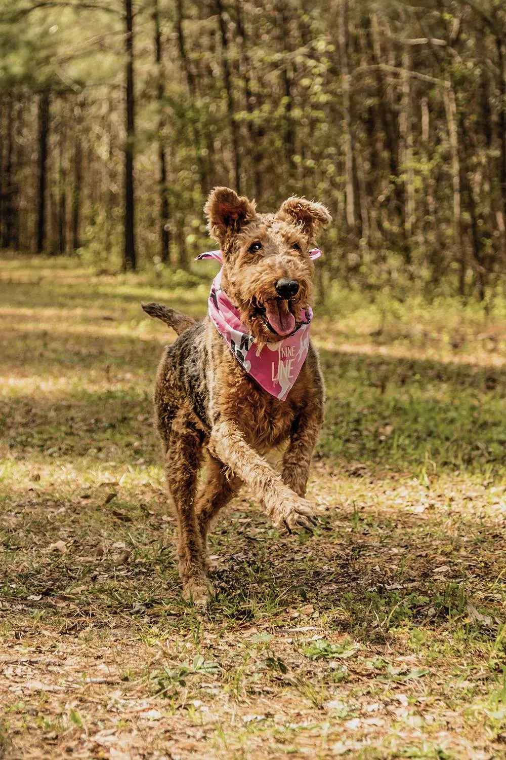 Dropline Dog Bandana