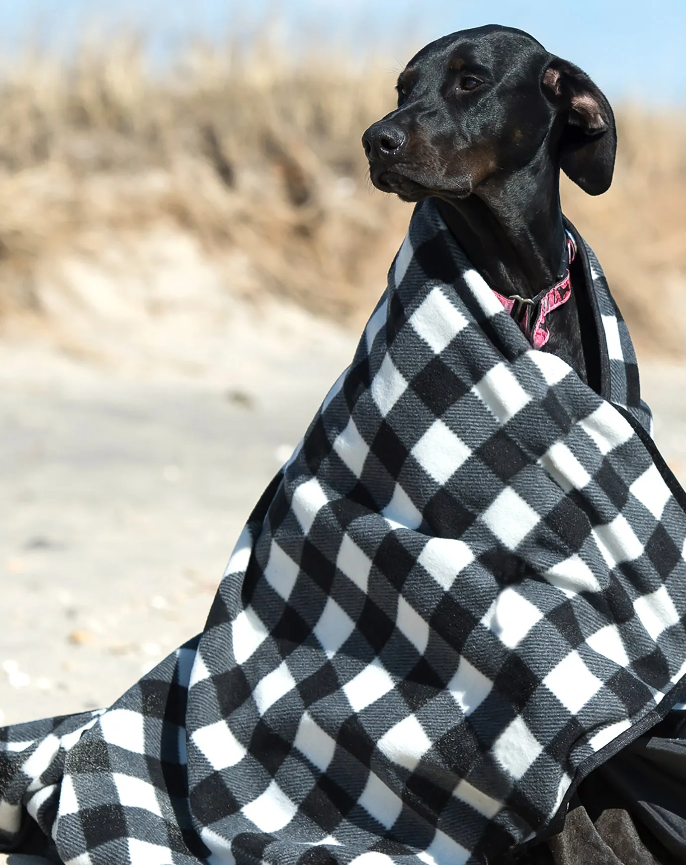 ShelterU Blanket.  Buy one and we donate one to a local animal shelter